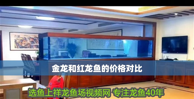 金龍和紅龍魚的價格對比