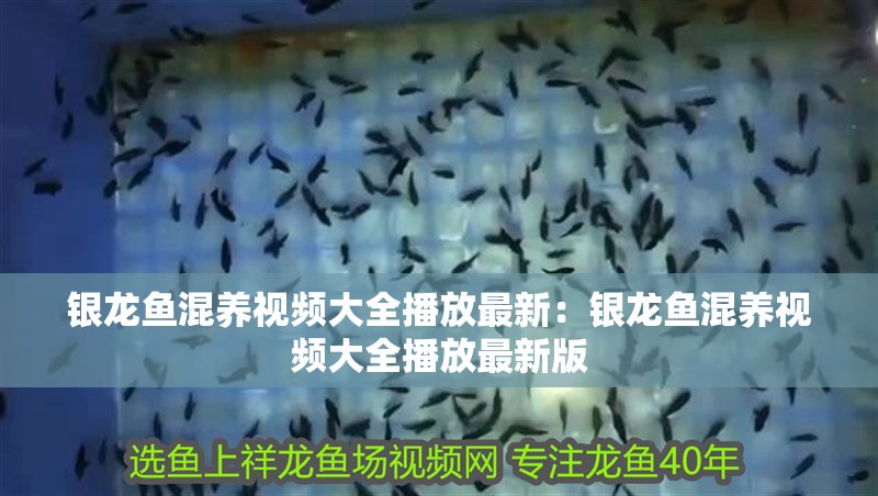 銀龍魚混養(yǎng)視頻大全播放最新：銀龍魚混養(yǎng)視頻大全播放最新版