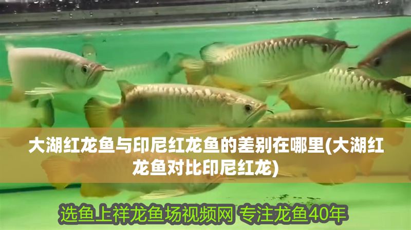 大湖紅龍魚與印尼紅龍魚的差別在哪里(大湖紅龍魚對(duì)比印尼紅龍)