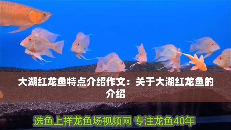 大湖紅龍魚特點介紹作文：關于大湖紅龍魚的介紹 大湖紅龍魚特點介紹作文：關于大湖紅龍魚的介紹 大湖紅龍魚百科 第2張