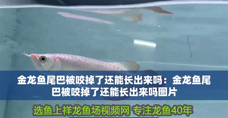 金龍魚尾巴被咬掉了還能長(zhǎng)出來嗎：金龍魚尾巴被咬掉了還能長(zhǎng)出來嗎圖片