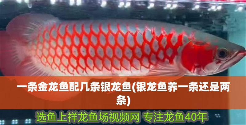 一條金龍魚配幾條銀龍魚(銀龍魚養一條還是兩條)