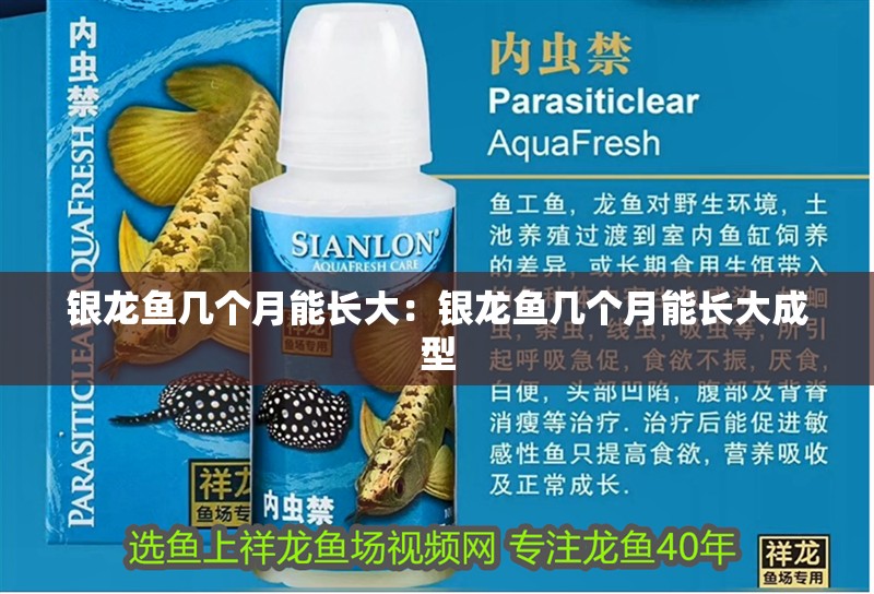 銀龍魚幾個(gè)月能長(zhǎng)大：銀龍魚幾個(gè)月能長(zhǎng)大成型