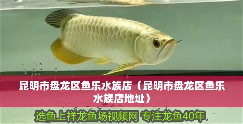 昆明市盤龍區魚樂水族店（昆明市盤龍區魚樂水族店地址）