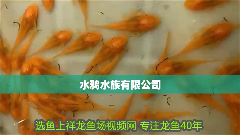 水鴉水族有限公司