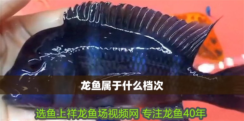 龍魚屬于什么檔次