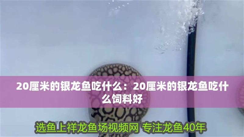 詳細閱讀:20厘米的銀龍魚吃什么:20厘米的銀龍魚吃什么飼料好 20厘米的銀龍魚吃什么:20厘米的銀龍魚吃什么飼料好