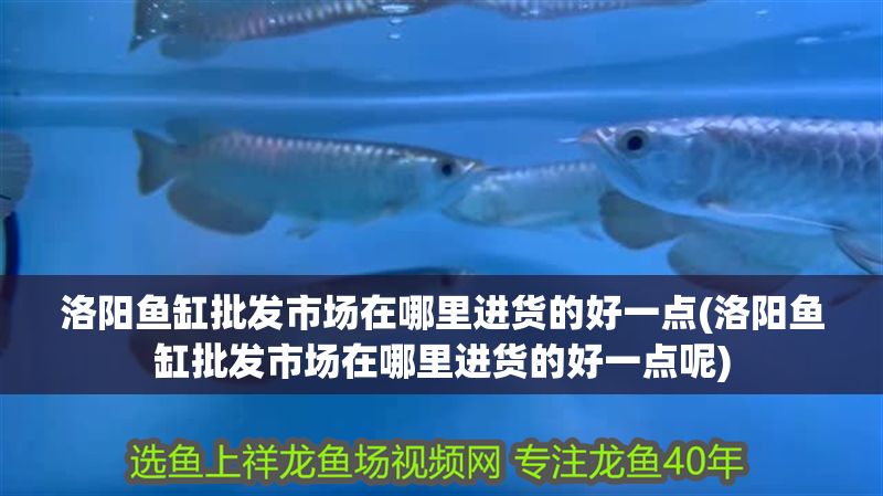 洛陽魚缸批發(fā)市場在哪里進(jìn)貨的好一點(diǎn)(洛陽魚缸批發(fā)市場在哪里進(jìn)貨的好一點(diǎn)呢)