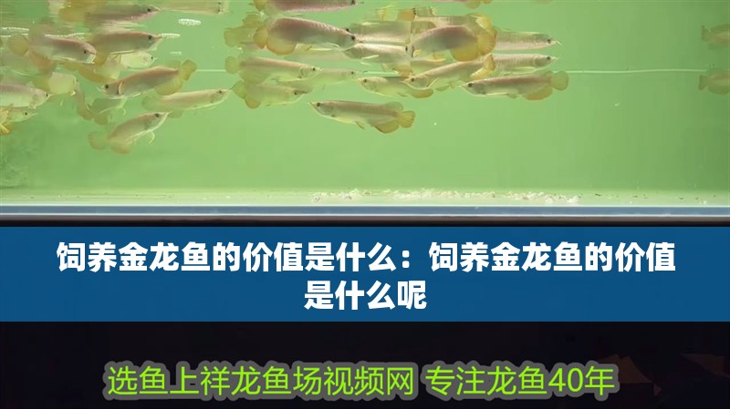 飼養金龍魚的價值是什么：飼養金龍魚的價值是什么呢