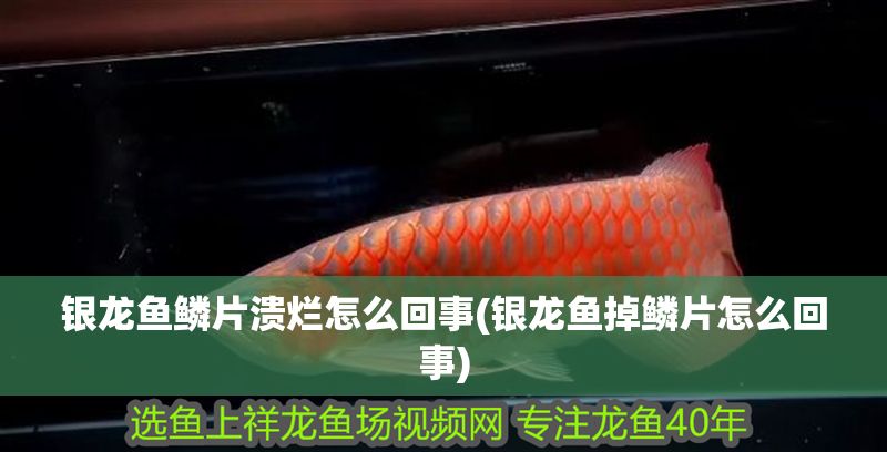 銀龍魚(yú)鱗片潰爛怎么回事(銀龍魚(yú)掉鱗片怎么回事)
