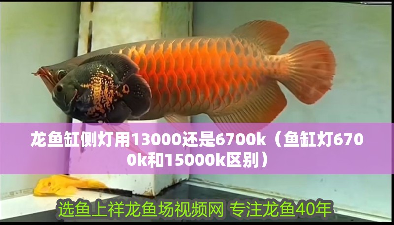 龍魚缸側燈用13000還是6700k（魚缸燈6700k和15000k區別）
