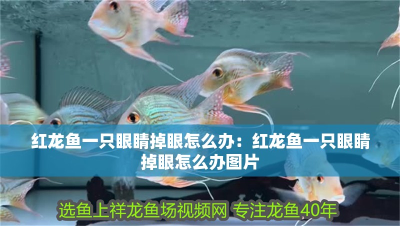 紅龍魚一只眼睛掉眼怎么辦：紅龍魚一只眼睛掉眼怎么辦圖片