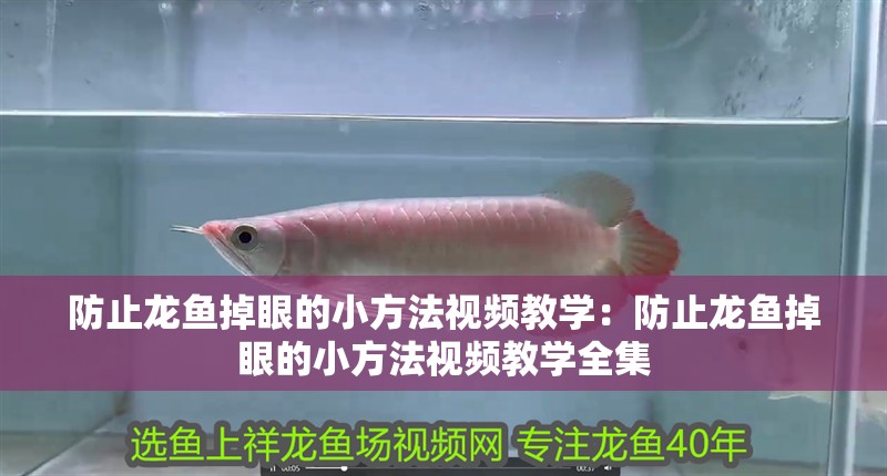 防止龍魚掉眼的小方法視頻教學(xué)：防止龍魚掉眼的小方法視頻教學(xué)全集