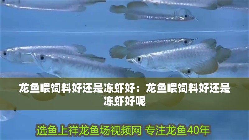 龍魚喂飼料好還是凍蝦好：龍魚喂飼料好還是凍蝦好呢
