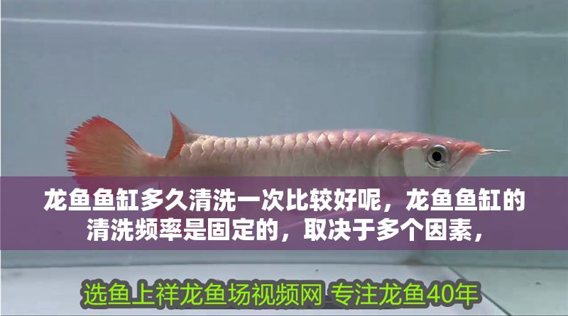 龍魚魚缸多久清洗一次比較好呢，龍魚魚缸的清洗頻率是固定的，取決于多個因素，