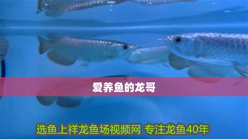 愛養魚的龍哥
