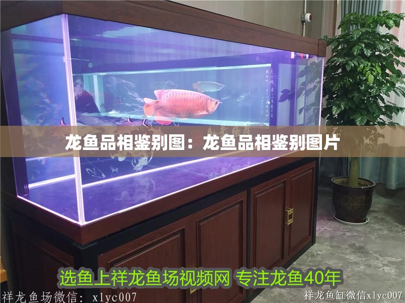 龍魚品相鑒別圖：龍魚品相鑒別圖片