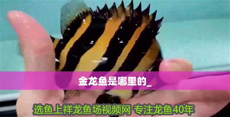 金龍魚是哪里的_