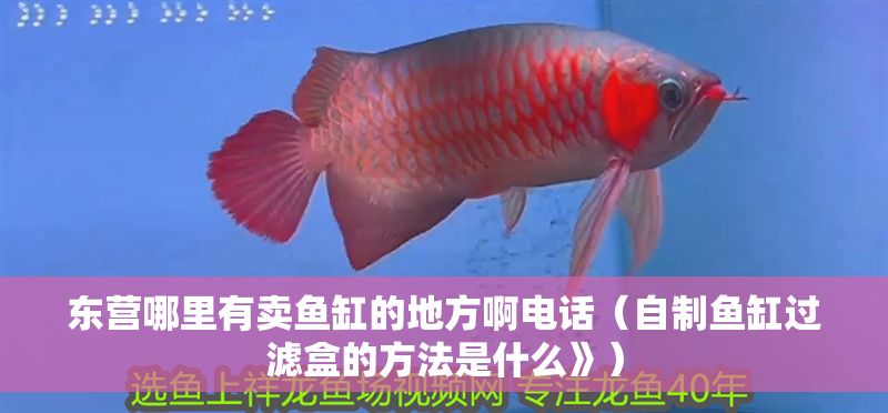 東營哪里有賣魚缸的地方啊電話（自制魚缸過濾盒的方法是什么》）