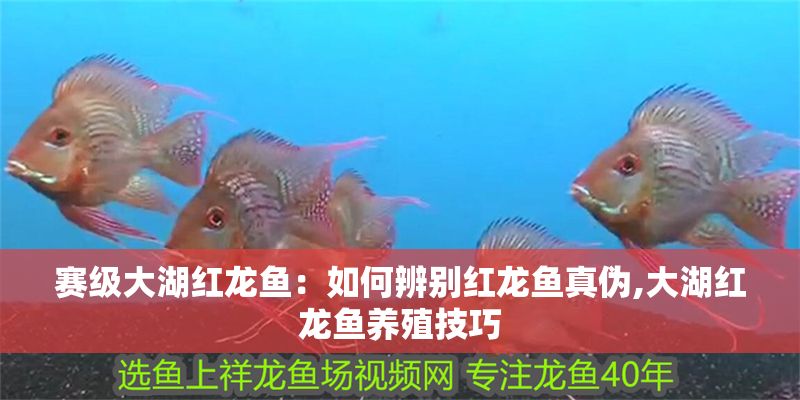 賽級大湖紅龍魚：如何辨別紅龍魚真?zhèn)?大湖紅龍魚養(yǎng)殖技巧