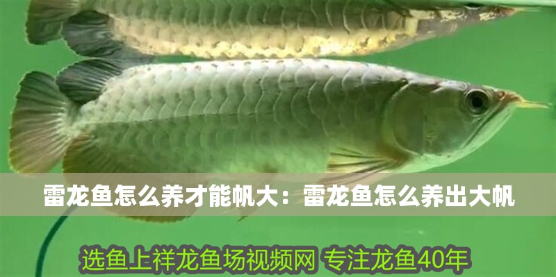 雷龍魚怎么養才能帆大：雷龍魚怎么養出大帆