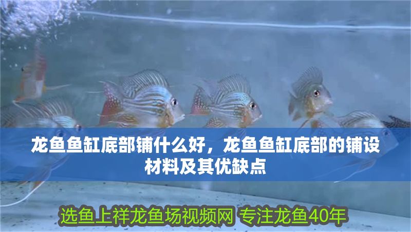 龍魚魚缸底部鋪什么好，龍魚魚缸底部的鋪設材料及其優缺點