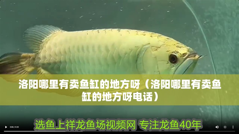 洛陽哪里有賣魚缸的地方呀（洛陽哪里有賣魚缸的地方呀電話）