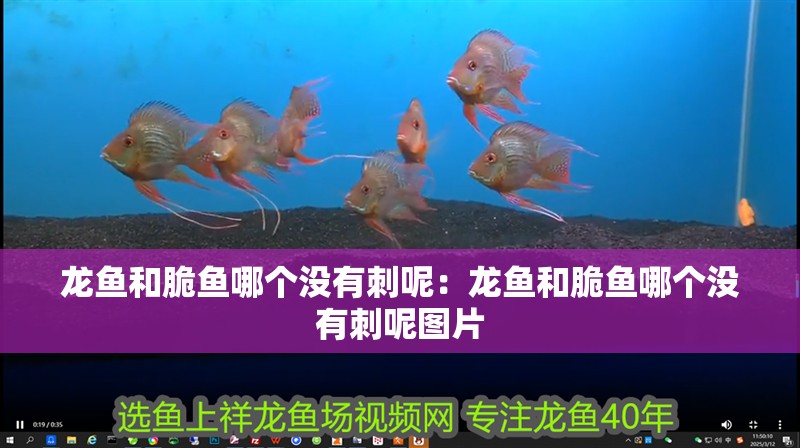 龍魚和脆魚哪個沒有刺呢：龍魚和脆魚哪個沒有刺呢圖片
