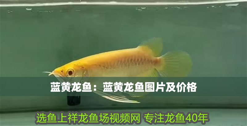藍黃龍魚：藍黃龍魚圖片及價格