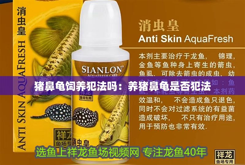 豬鼻龜飼養(yǎng)犯法嗎：養(yǎng)豬鼻龜是否犯法