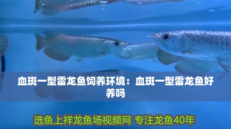 血斑一型雷龍魚飼養(yǎng)環(huán)境：血斑一型雷龍魚好養(yǎng)嗎 血斑一型雷龍魚飼養(yǎng)環(huán)境：血斑一型雷龍魚好養(yǎng)嗎 水族問答