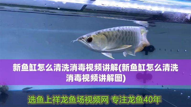 新魚缸怎么清洗消毒視頻講解(新魚缸怎么清洗消毒視頻講解圖) 黃金貓魚百科 第1張 新魚缸怎么清洗消毒視頻講解(新魚缸怎么清洗消毒視頻講解圖) 新魚缸怎么清洗消毒視頻講解(新魚缸怎么清洗消毒視頻講解圖) 黃金貓魚百科 第1張