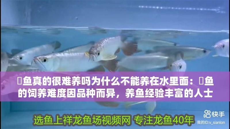 魟魚(yú)真的很難養(yǎng)嗎為什么不能養(yǎng)在水里面：魟魚(yú)的飼養(yǎng)難度因品種而異，養(yǎng)魚(yú)經(jīng)驗(yàn)豐富的人士表示很耐養(yǎng)