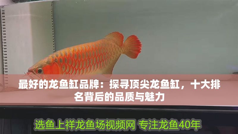 最好的龍魚缸品牌：探尋頂尖龍魚缸，十大排名背后的品質與魅力