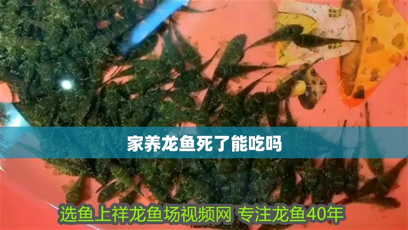 家養龍魚死了能吃嗎