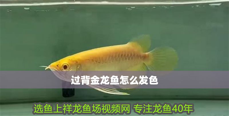 過背金龍魚怎么發色