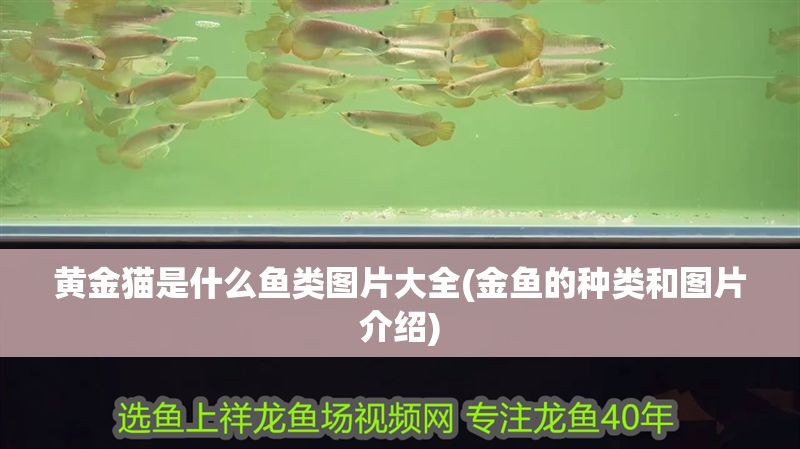 黃金貓是什么魚類圖片大全(金魚的種類和圖片介紹)