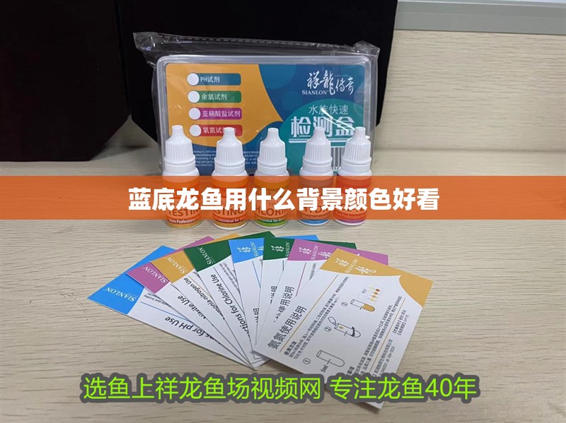 藍底龍魚用什么背景顏色好看