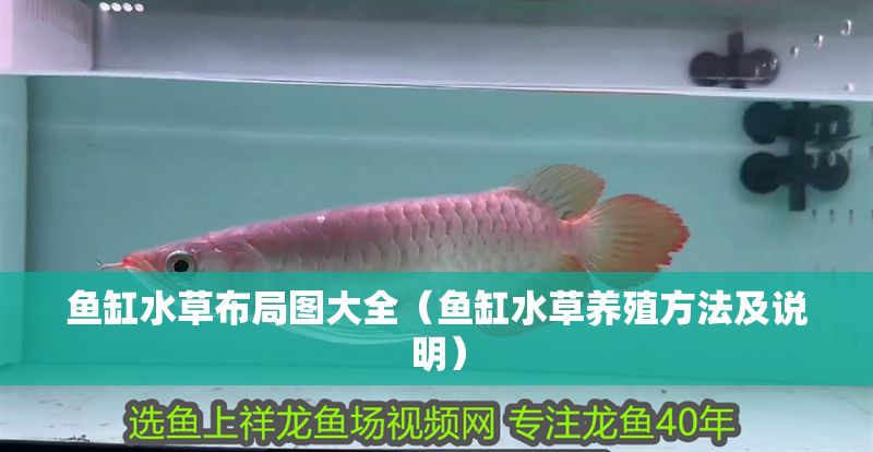 魚缸水草布局圖大全（魚缸水草養殖方法及說明）