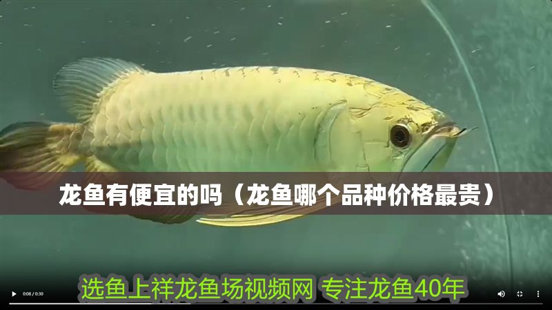 龍魚有便宜的嗎（龍魚哪個品種價格最貴）