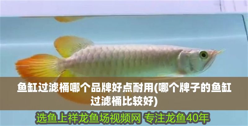魚缸過濾桶哪個品牌好點耐用(哪個牌子的魚缸過濾桶比較好)