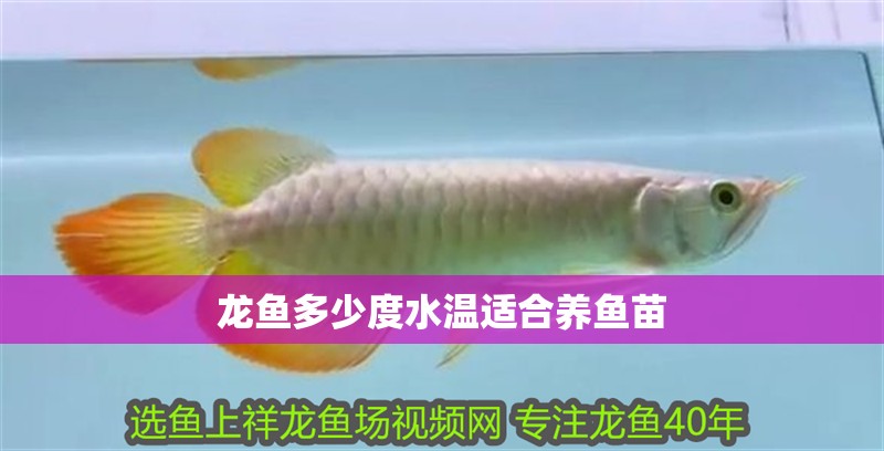龍魚多少度水溫適合養魚苗