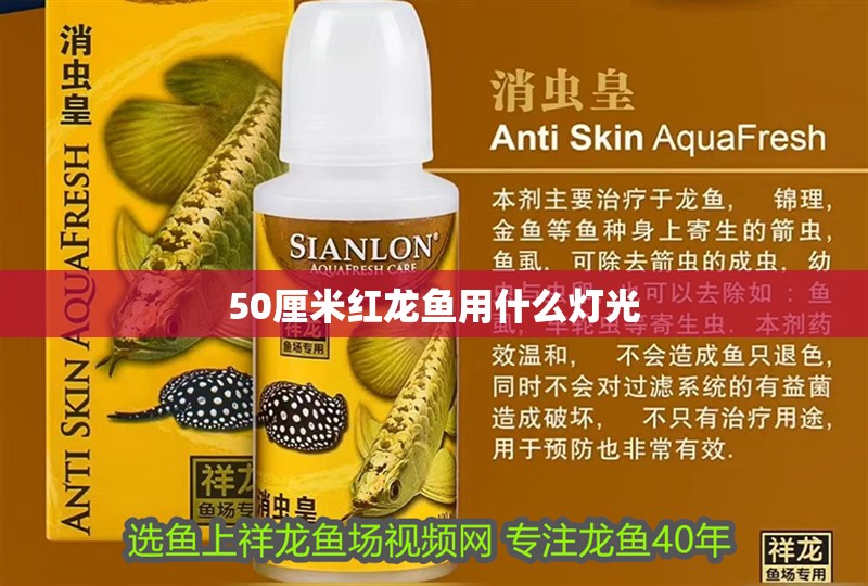 50厘米紅龍魚用什么燈光