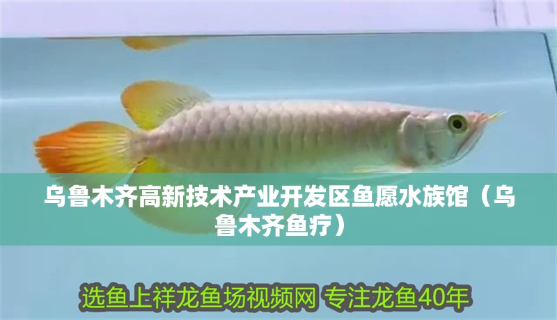 烏魯木齊高新技術(shù)產(chǎn)業(yè)開發(fā)區(qū)魚愿水族館(烏魯木齊魚療) 全國(guó)水族館企業(yè)名錄 第2張 烏魯木齊高新技術(shù)產(chǎn)業(yè)開發(fā)區(qū)魚愿水族館(烏魯木齊魚療) 烏魯木齊高新技術(shù)產(chǎn)業(yè)開發(fā)區(qū)魚愿水族館(烏魯木齊魚療) 全國(guó)水族館企業(yè)名錄 第2張