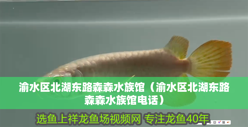 渝水區北湖東路森森水族館（渝水區北湖東路森森水族館電話）