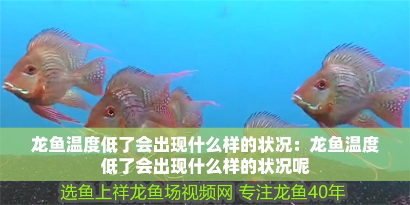 龍魚溫度低了會出現什么樣的狀況：龍魚溫度低了會出現什么樣的狀況呢