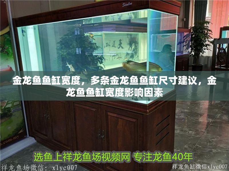 金龍魚魚缸寬度，多條金龍魚魚缸尺寸建議，金龍魚魚缸寬度影響因素