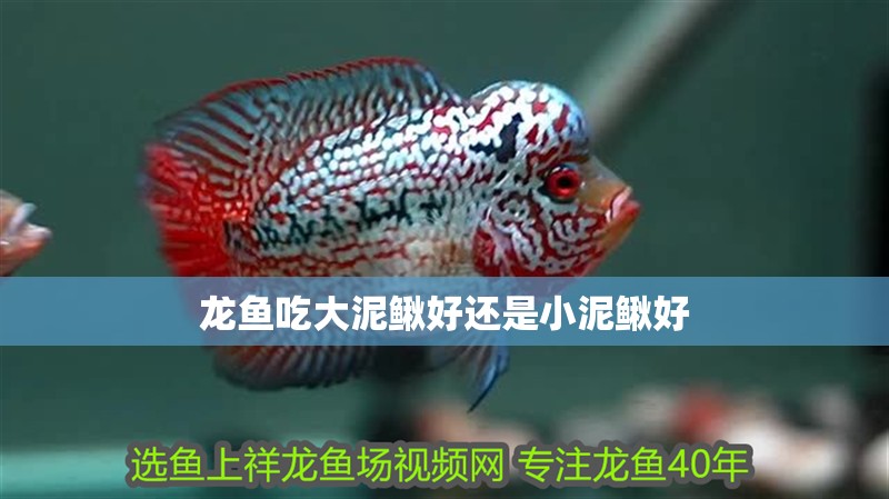 龍魚吃大泥鰍好還是小泥鰍好
