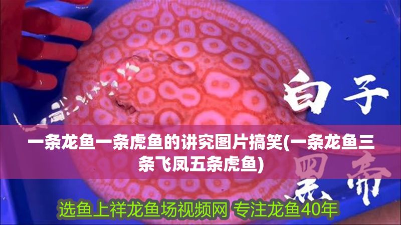 一條龍魚一條虎魚的講究圖片搞笑(一條龍魚三條飛鳳五條虎魚)
