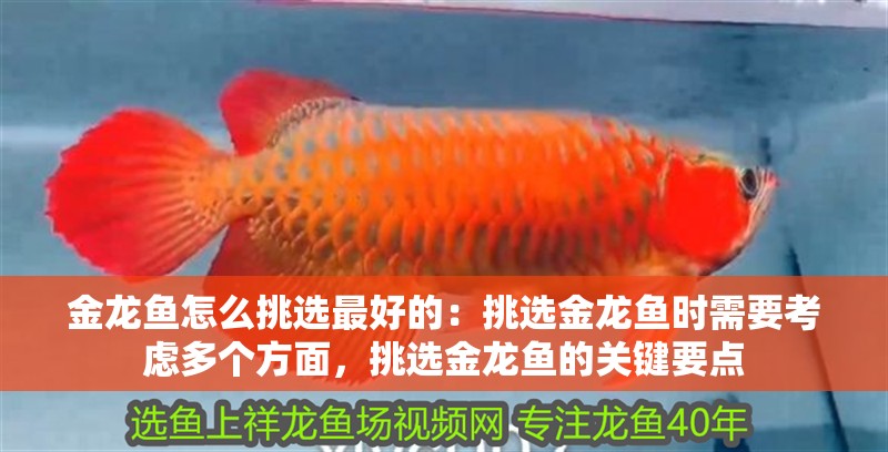 金龍魚怎么挑選最好的：挑選金龍魚時需要考慮多個方面，挑選金龍魚的關鍵要點